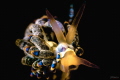   Super close Stack diopters  